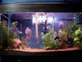 AQUARIO PLANTADO + PEIXES BACIA AMAZONICA 