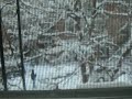Neige MTL Neige MTL