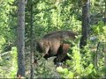 yellowstone national park film