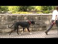 Click here to watch this video Den Hund mit klarer Körpersprache führen
