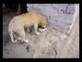 El perro picador