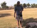 Villa La PAWS - Dog Training -  Heeling Part 2 11-10-09