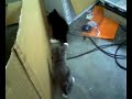 floortje de kat