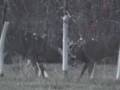 CLOSE-AWESOME-BUCK-F