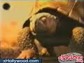 turtle win the soda