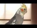 I'm looking for you cockatiel-Valentine!!--music by Nelda Cain
