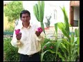 Los Cariñosos de Chota (Rosita Flor Moradita)