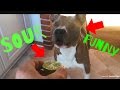 Dog React to SOUR Lime
