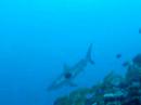 Shark Attack? Shark Attack?