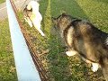 Sasha and Harlee playing chase