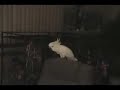 snowball-dancing-to-ringo-starr.html