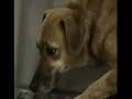 3rDog, traffico di cani dall\ 3rDog, traffico di cani dall\