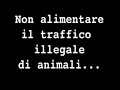 3rDog, traffico di cani dall'estero