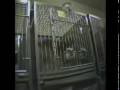 3rDog, traffico di cani dall'estero