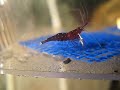 Sulawesi Shrimp Sulawesi Shrimp