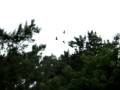 videos de Murcielagos en The domain