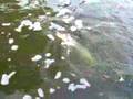 videos de BARTHOVITCH