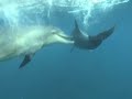 Two dolphins play-fighting