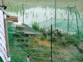 Ducks on a rice field ???????????