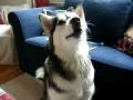 Alaskan Malamute talking