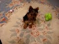 my new dog Yoshi~~doing new tricks