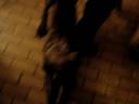 Dogue allemand et amstaff
