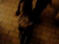 videos de Dogue allemand et amstaff