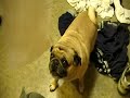 Pugs love Toilet Paper