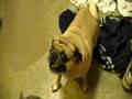 Pugs love Toilet Paper