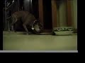 wandas-weird-nose-dance.html