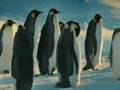 EL VIAJE DEL PINGUINO RODRIGUEZ