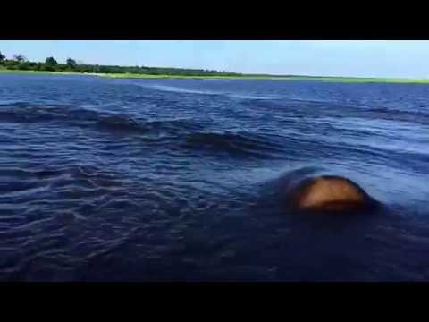 Worry about Sharks ??? How about a FREAKING HIPPO !!!