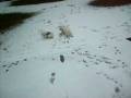 videos de POURSUITE DANS LA NEIGE