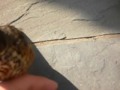 baby robin playing outside baby robin playing outside