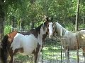 My stud colt meeting my other 2 horses for the first time