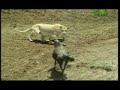 Killer Clips- Lioness and Buffalo Killer Clips- Lioness and Buffalo