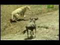 Killer Clips- Lioness and Buffalo