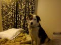 My dog's reaction to The Bark Side