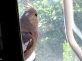 Cockatiel Antics! - Thumb #1