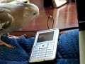 Cockatiel Antics!