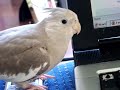 Cockatiel Antics! - Thumb #3