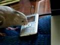 Cockatiel Antics!