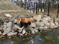レッサーパンダ風鈴、水際を歩く