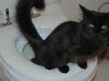 20+ Toilet Trained Cats