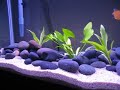 55 Gallon Freshwater Fish Tank