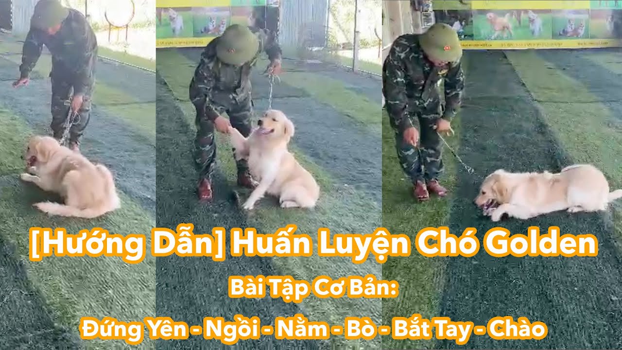 Huấn Luyện Chó Golden - Bài Tập Cơ Bản: Đi cạnh chủ - Đứng yên - Ngồi - Nằm - Bò - Bắt Tay - Chào