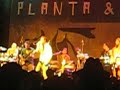 Te ver - Planta e Raiz - ao vivo - Itapetininga março 2008 Te ver - Planta e Raiz - ao vivo - Itapetininga março 2008