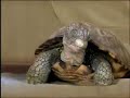 ultimate! new slowsky comcast turtle commercial 2
