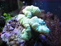 8 Gallon Bio-Cube Reef 8 Gallon Bio-Cube Reef