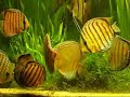 green discus (wild) symphysodon aequifasciatus